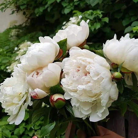 Gospodarstwo Goscinne Jesionowka Goworow