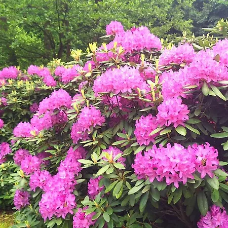 ファームステイ Gospodarstwo Goscinne Jesionowka Goworów