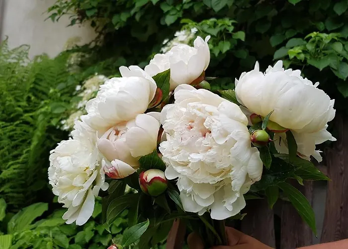 Gospodarstwo Goscinne Jesionowka Goworow